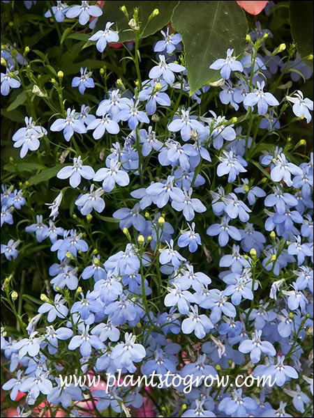 Lobelia Sky has clear sky blue flowers.
